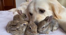 Ce golden retriever a développé une amitié forte avec cette portée de bébés lapins