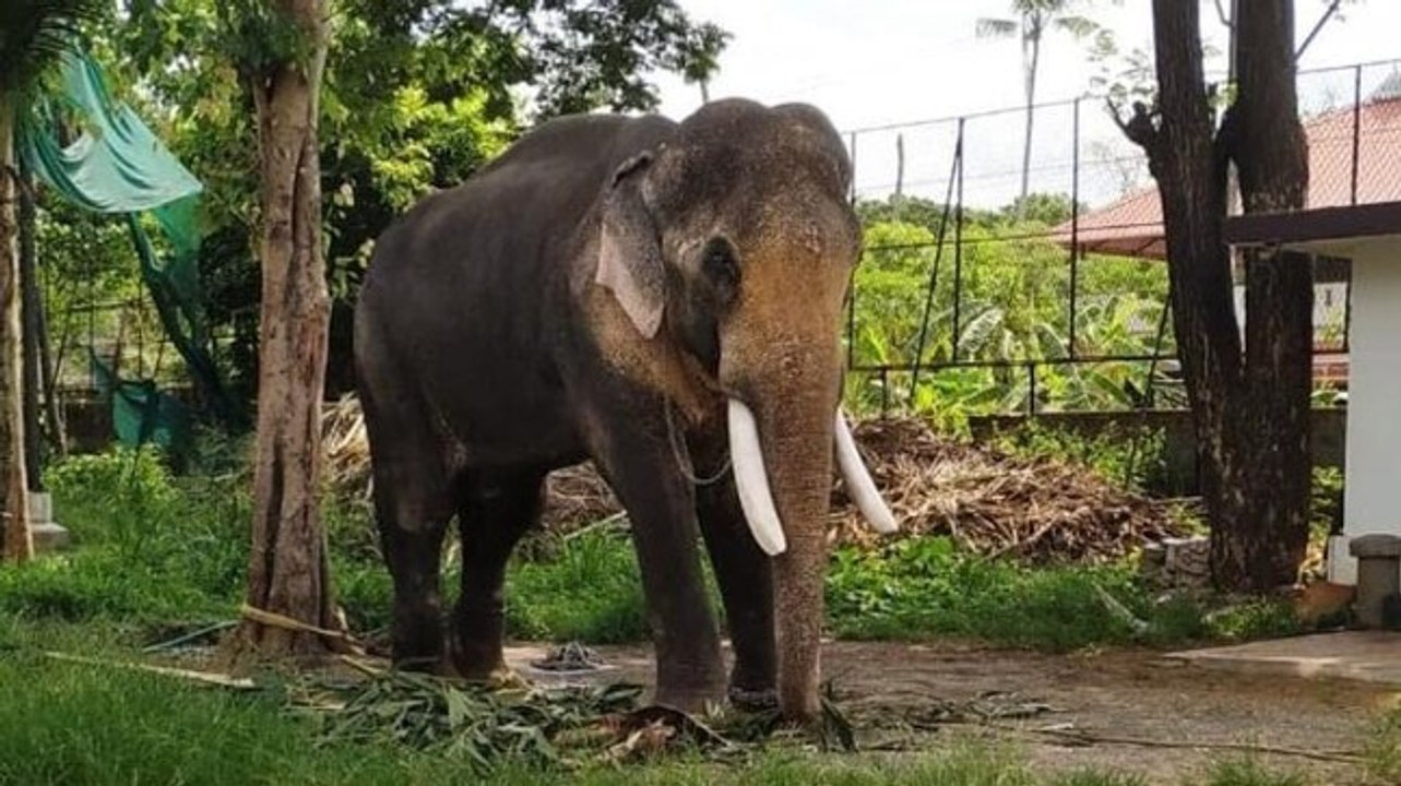 Elephant set on fire by locals while trying to chase it away, video goes viral