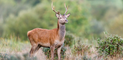 Chasse à courre : l’ubuesque “hommage au cerf inconnu” de Chantilly par une députée écologiste