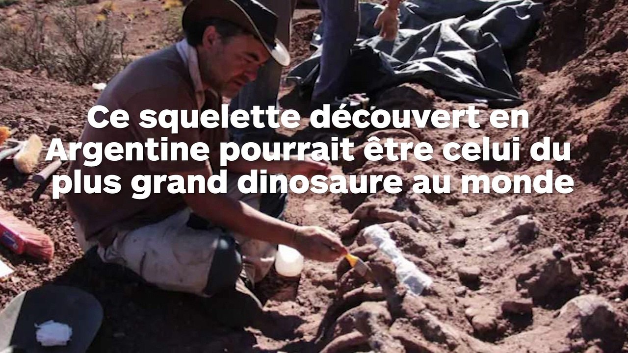 Ce dinosaure pourrait être le plus grand jamais découvert jusqu'ici !