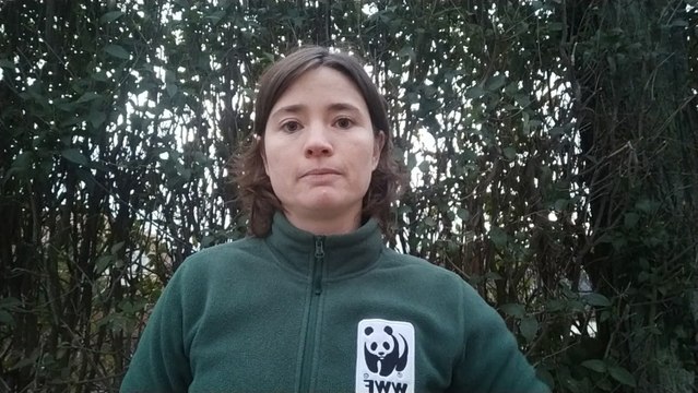 WWF España alerta sobre el brote de covid en visones detectado en La Coruña