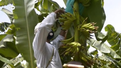 Alerta en Colombia ante una plaga de hongos