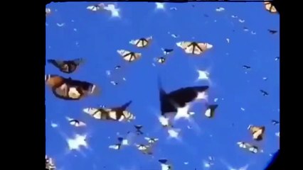 Şerif - Şerif - Labirent