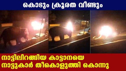 Wild Elephant attacked by Masinagudi People