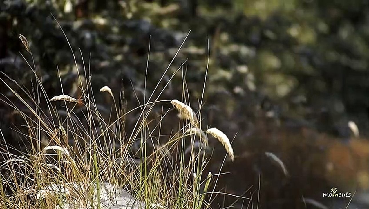 Vivaldi, You and Nature | Seasons, Winter | Relax music & nature