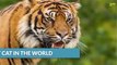 दुनिया के सबसे ख़रनाक जानवर | Most Dangerous Animals In The World | Factify Fact Hindi