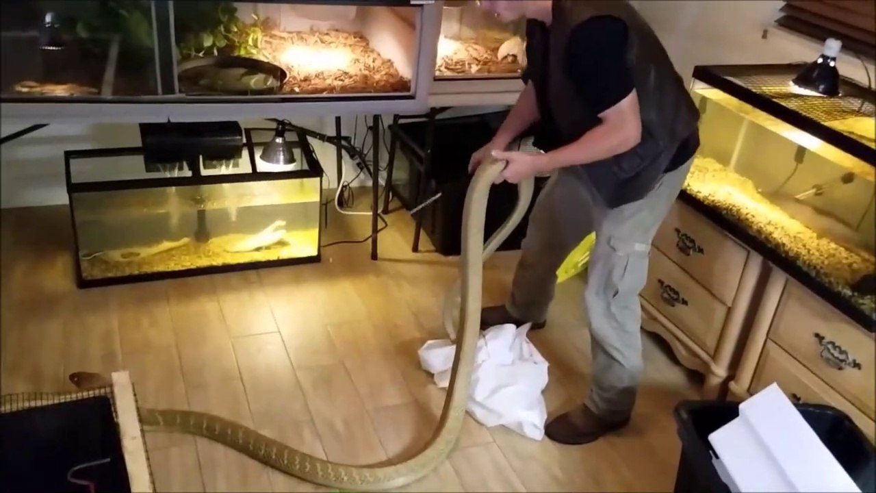 Pas simple de mettre un cobra royal dans son vivarium