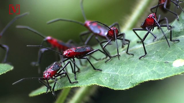 Are We on the Verge Of Witnessing an ‘Insect Apocalypse’