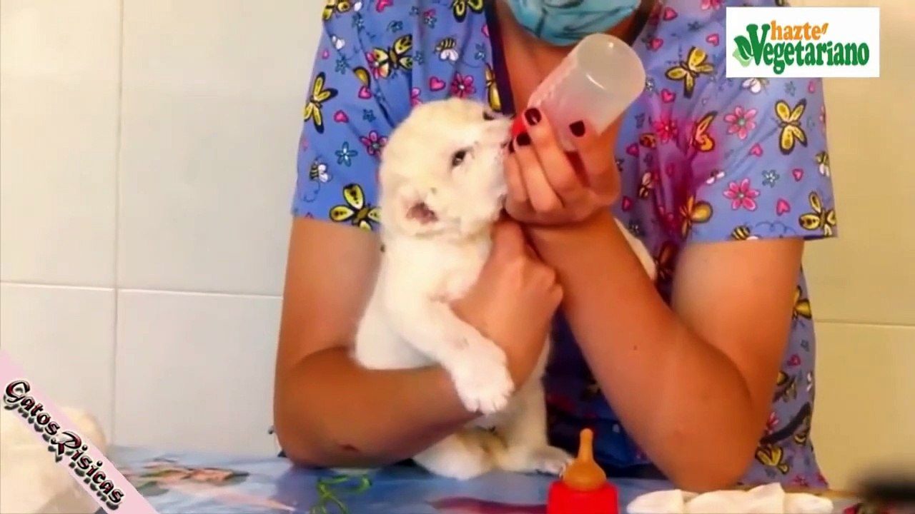 los VIDEOS de ANIMALES mas CHISTOSOS DIVERTIDOS y TIERNOS-COMPILACION de ANIMALES