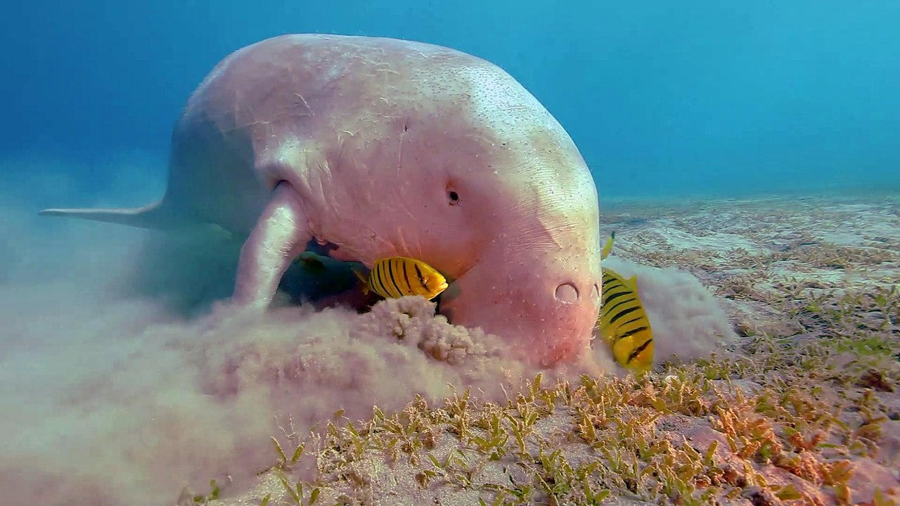 The Dugong Eating in Marsa Alam