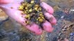 Unseen video footage -collecting Gold-in-River-and-Underwater