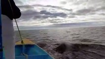 ¡Aparecen orcas en El Farallón de Topolobampo! Las conocidas como ‘ballenas asesinas’ sorprendieron a pescadores