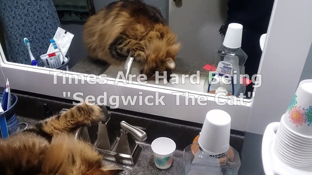 Sedgwick the Cat