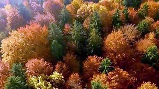 Music for #peace and #relaxation#Relaxing #Sleep #Music #Beautiful #Piano #Soothing music #relaxing piano #calming#Peaceful #Spiritual music #sleeping music #Dream #Calm #Soulful Music #Meditation Music #Relax-Music