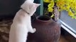 Cats playing with other cats, cuteness overloaded
