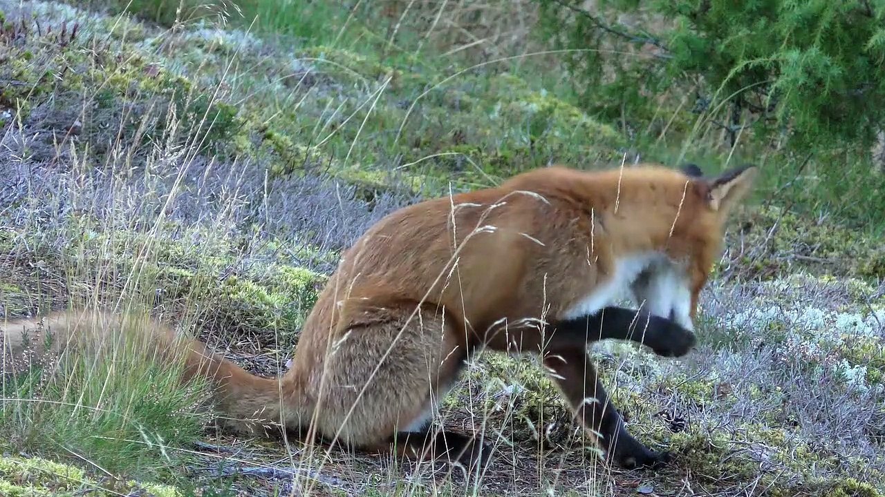 Red Fox