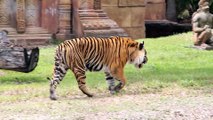 Bengal Tiger Roar and Grooming