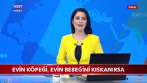 Evin Köpeği, Evin Bebeğini Kıskanırsa