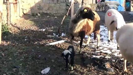 Âmâ Kuzuyu Evde Biberonla Besliyorlar