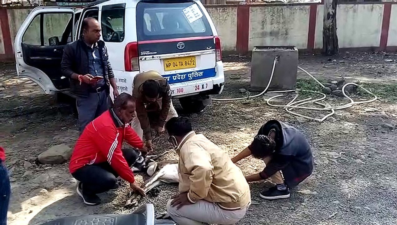 खेत में मिला घायल हिरण, डायल 100 ने पहुंचाया अस्पताल