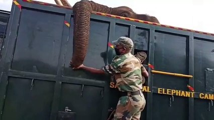 وداع بالدموع لفيل في لحظاته الأخيرة: فيديو مؤلم