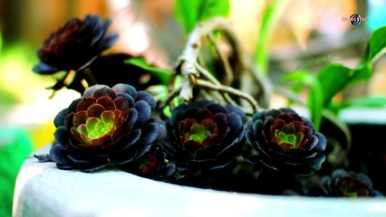 Viral Love - Romantic Instrumental Music [Free Copyright-safe Music Channel]