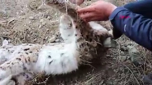Erzurum'da nesli tükenmekte olan vaşak vurulmuş halde ölü bulundu