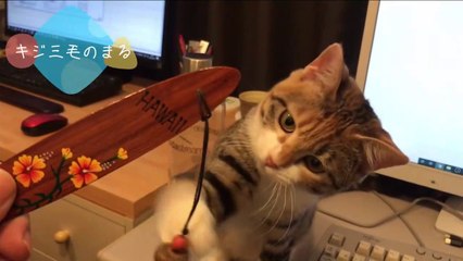 じゃれると「お手上げポーズ」をする猫がこちらです…ｗ - Cute cat -