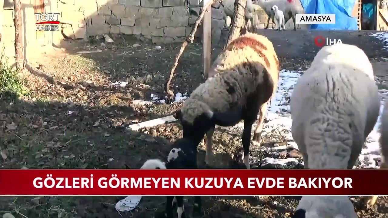 Gözleri Görmeyen Kuzuya Evde Bakıyor