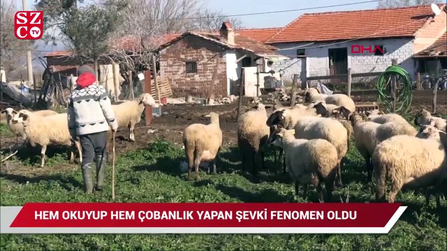 Hem okuyup hem çobanlık yapan Şevki, sosyal medya fenomeni oldu