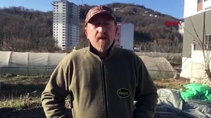 Ordu'da mahalleye inen 12 yaban domuzu avlandı