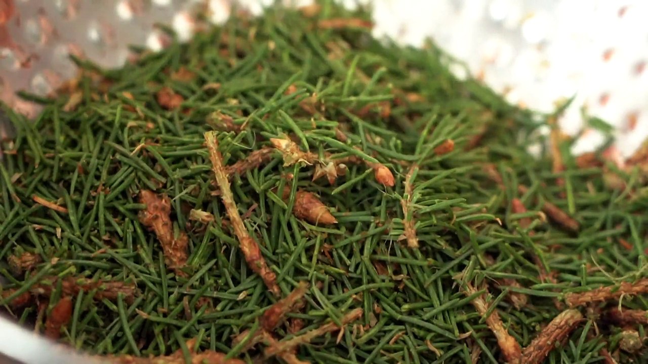 Estonian distillery infuses its tonic with Christmas pine needles