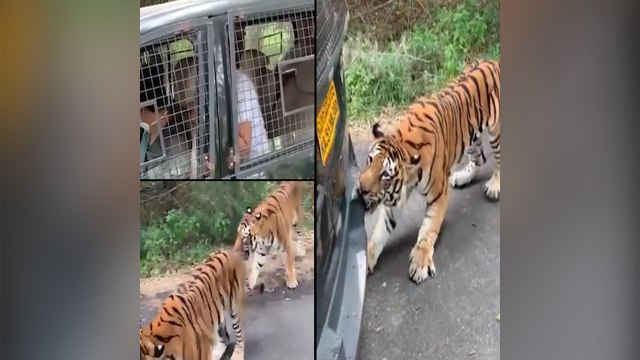 Bengal Tiger Pulls Safari Vehicle In Bannerghatta National Park
