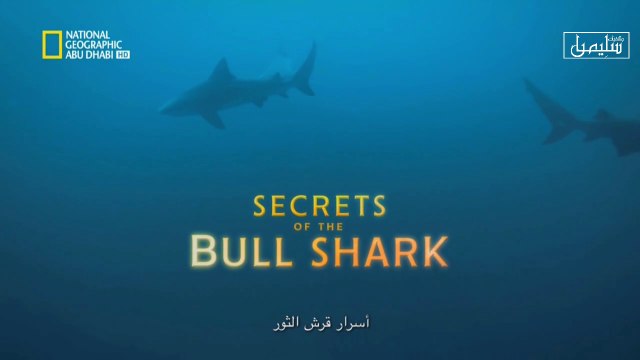 وثائقي شاركفست: أسرار قرش الثور - لناشيونال جيوغرافيك أبو ظبي
