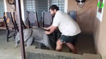 Il découvre un bébé éléphant sur sa terrasse et fait tout pour le rendre à sa maman