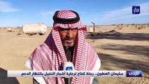 رحلة كفاح لرعاية أشجار النخيل بانتظار الدعم