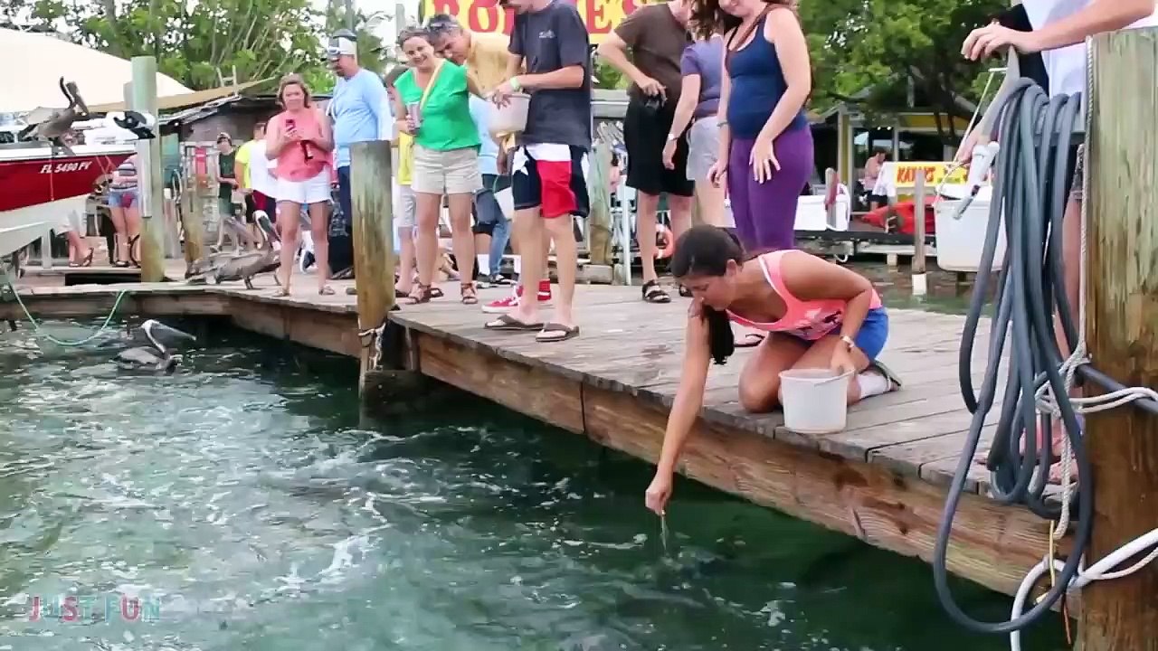 Videos De Risa 2020 nuevos  Videos Graciosos - Momentos divertidos Animales Atacando a Personas #3