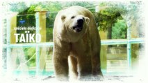 Album des ours polaires du zoo de la Flèche - Polar bear album at the Flèche zoo