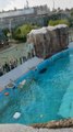 Polar Bear Goes for Relaxing Swim