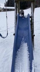 Curious Kitty Slips off Snow Filled Slide