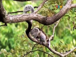 สารคดี เมนูของสัตว์ป่า ตอนที่ 2