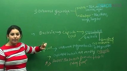 Biological Clasification by sb mam_2 Biological classification sb mam part 4(0)