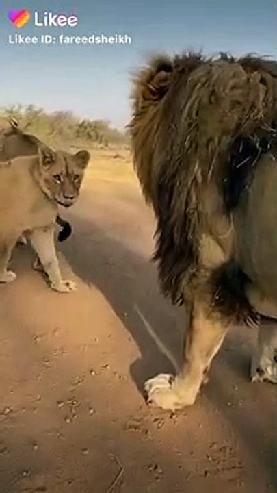 lion
