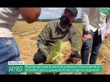 Cultivando Patria 24ENE2021 | Cultivo de cebolla y tomate en el estado Guárico