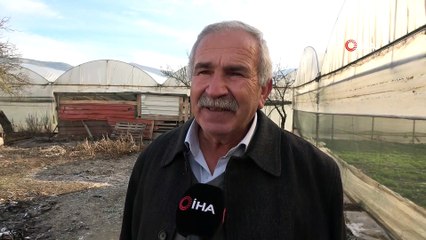 Kümesinde tilkiyle karşılaşan çiftçi: “Ona kıyamazdım”