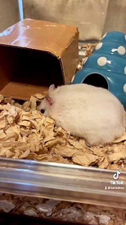 hamster