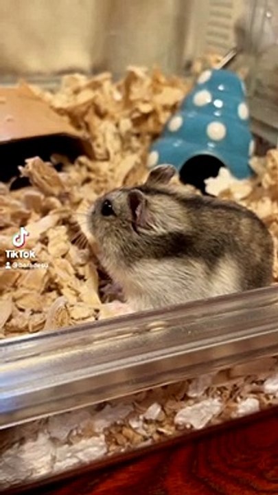 hamster