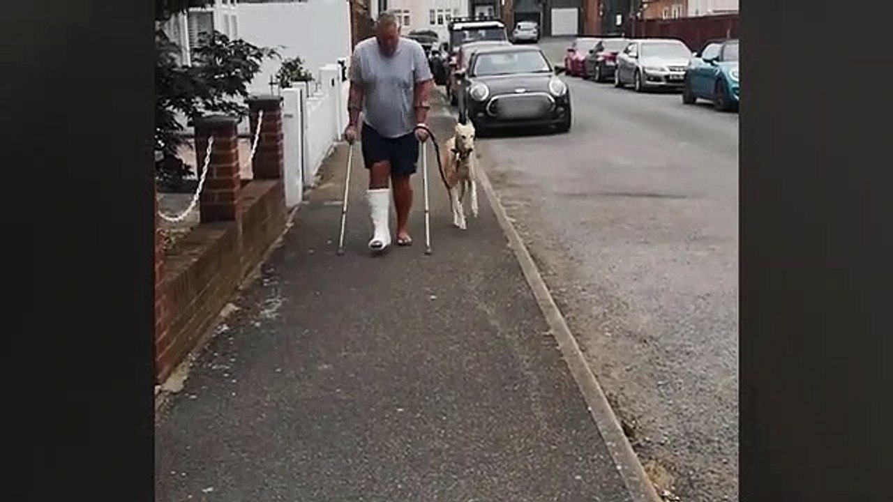 Un chien boite comme son maître par mimétisme