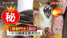 「憑拳鬥士」是你！ 一秒讓破壞王柴犬聽話變天使