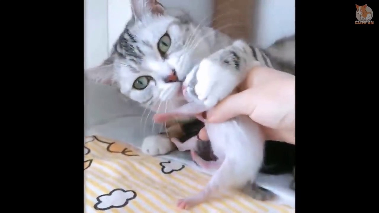 Komik ve Sevimli Hayvanlar Derlemesi